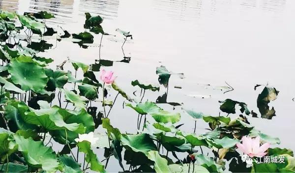 江南荷葉、蓮花